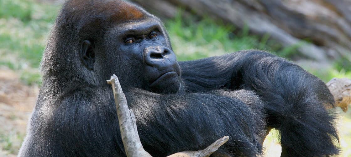Melbourne Zoo Ticket - main image